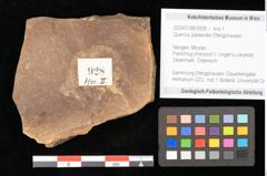 Foto (Objekt + Etikett) von Quercus palaeoilex Ettingshausen (NHMW-GEO-2024-0188-0928)